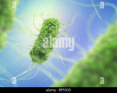 Patogeni batteri di salmonella , ricerche microbiologiche Foto Stock