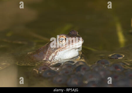 Rana comune, rana temporaria, maschio, in attesa su frog spawn in stagno di riproduzione per le femmine di arrivare per la deposizione delle uova, febbraio, del laghetto in giardino Foto Stock