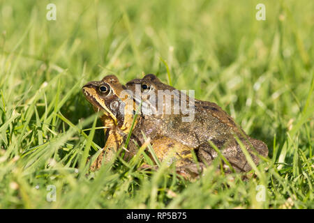 Rane comuni, Rana temporaria, maschio e femmina in coppia amplexus in erba sul loro modo ad un laghetto riproduttiva. Febbraio, REGNO UNITO Foto Stock