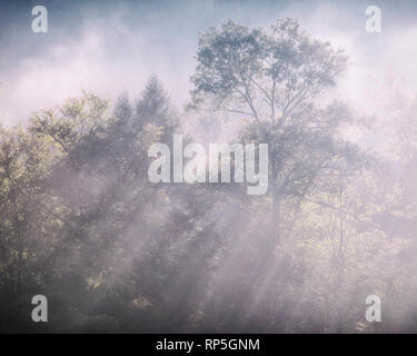 La mattina presto raggi di sole attraverso la nebbia e alberi Foto Stock