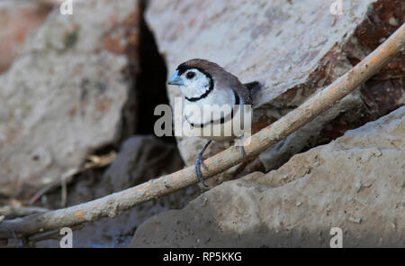 Fare doppio sbarrate Finch, Taeniopygia bichenovii, chiamato anche il gufo finch, nero-rumped bianco-rumped Double-sbarrate Finch in piedi sul suolo con copia sp Foto Stock