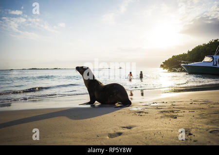 Le Galapagos leone di mare sulla spiaggia mentre i bambini giocano in acqua Foto Stock