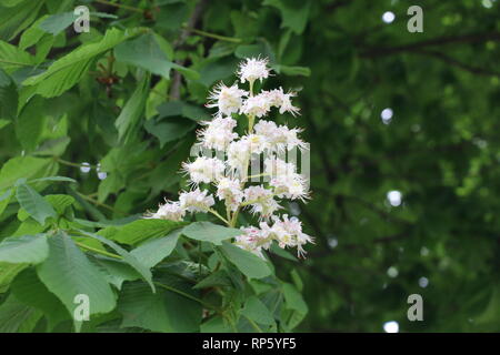 Comune di ippocastano fiore Foto Stock