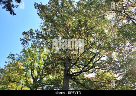 Alberi di alto fusto in sun Foto Stock