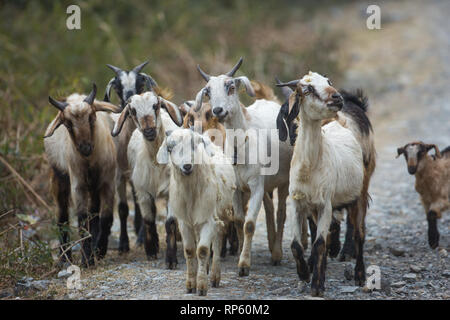 Capra domestica (Capra hircus), ​herd sul passaggio al nuovo di pascoli e terreni di pascolo. India del nord. Foto Stock