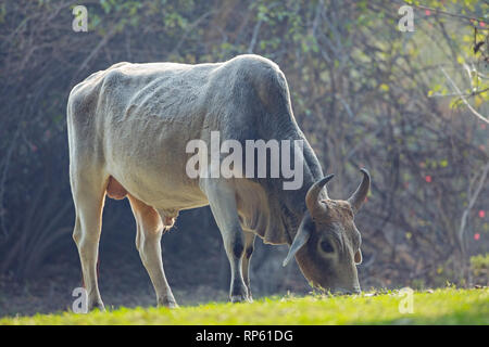 Zebù (bos indicus) Bull, o maschio. Il pascolo. India. Foto Stock