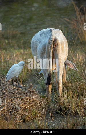 Bovini zebù (Bos primigenius indicus). Wallowing attraverso i fondali bassi di Sultanpur Jeel wetland. India. Airone guardabuoi (​Bubulcus ibis), accanto a. Foto Stock