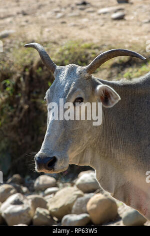 ​Zebu (Bos primigenius indicus). Indian Humped bestiame. Domestico. testa. Ritratto. Cornuta. Pagliolaia. India del nord. Foto Stock