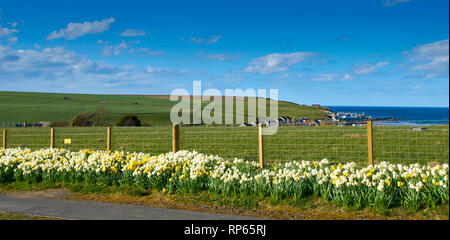 SANDEND villaggio sul mare ABERDEENSHIRE Scozia narcisi in primavera cresce a fianco della strada Foto Stock