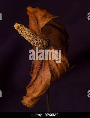 Essiccato Anthurium Spathe e Spadix contro uno sfondo scuro Foto Stock