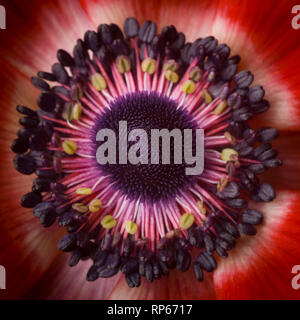 Fiore di anemone, Centro Close-Up Foto Stock