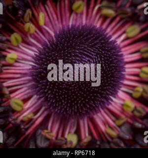 Fiore di anemone, Centro Close-Up Foto Stock