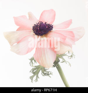 Anemone fiore in fiore con gambo contro uno sfondo bianco, Close-Up Foto Stock