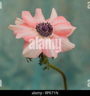 Anemone fiore in fiore con gambo contro sfondo turchese, Close-Up Foto Stock