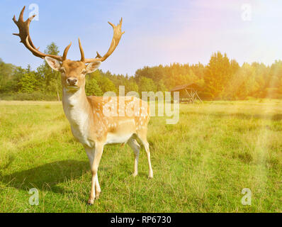 Daini oudside nella luce del sole Foto Stock