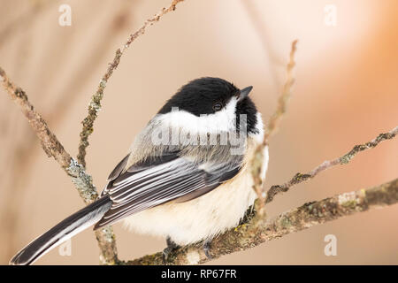 Nero-capped Luisa in una fredda giornata invernale in Wisconsin settentrionale. Foto Stock