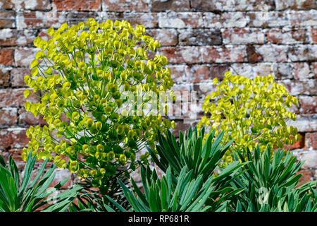 Fiori gialli di Euphorbia characias wulfenii (Euforbia mediterranea) Foto Stock