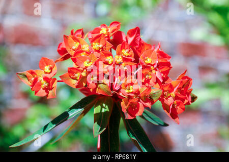 Rosso arancione fiori di Euphorbia griffithii (Euforbia) Foto Stock