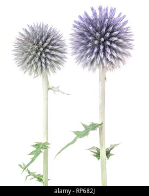 Due Globe cardi, Echinops ritro, Pre-Bloom contro uno sfondo bianco Foto Stock