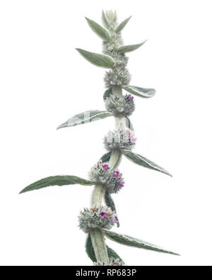 Agnello, orecchio, Stachys byzantina, Close-Up dettaglio contro uno sfondo bianco Foto Stock