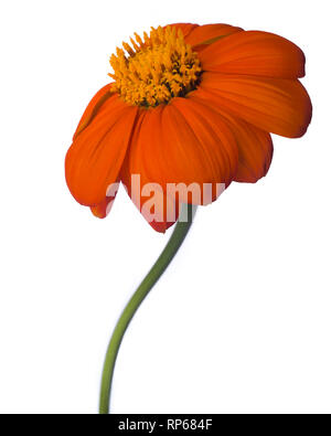 Girasole messicano, Tithonia rotundifolia, contro uno sfondo bianco Foto Stock