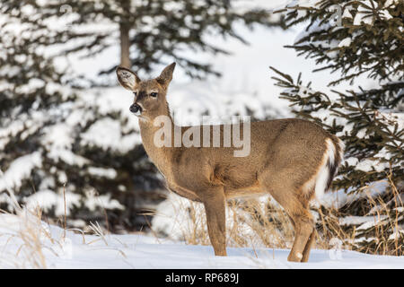 White-tailed doe tenendo la sua gamba ferita. Foto Stock