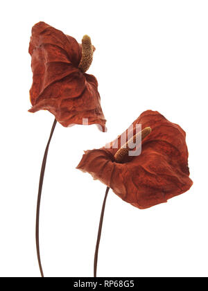 Essiccato Anthurium Fiori con Spathe e Spadix contro uno sfondo bianco Foto Stock