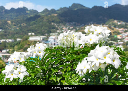 Il Frangipani bianco (Plumeria) fiori nel giardino, Sion Hill,, Kingston, Saint Vincent e Grenadine, Piccole Antille, dei Caraibi Foto Stock