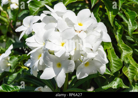 Il Frangipani bianco (Plumeria) fiori nel giardino, Sion Hill,, Kingston, Saint Vincent e Grenadine, Piccole Antille, dei Caraibi Foto Stock