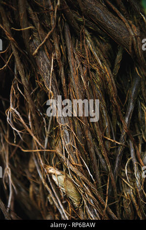 Boccola sfrondato che assomiglia a un nido. Foto Stock