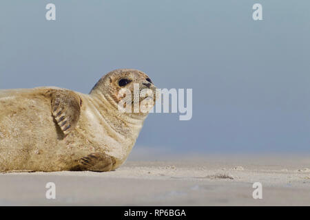 Un giovane sunbathes tenuta sulla spiaggia con la bassa marea sulla spiaggia di Long Island, New Jersey, sulla costa dell'Oceano Atlantico Foto Stock