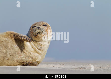 Un giovane sunbathes tenuta sulla spiaggia con la bassa marea sulla spiaggia di Long Island, New Jersey, sulla costa dell'Oceano Atlantico Foto Stock