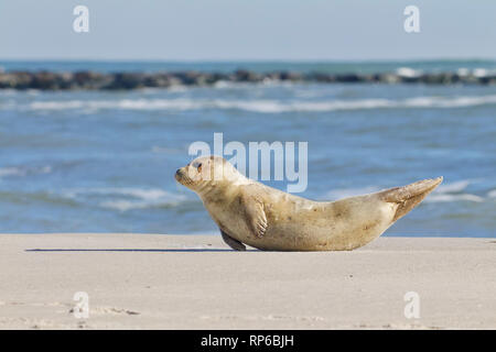 Un giovane sunbathes tenuta sulla spiaggia con la bassa marea sulla spiaggia di Long Island, New Jersey, sulla costa dell'Oceano Atlantico Foto Stock
