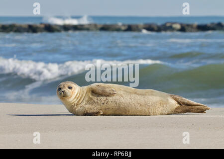 Un giovane sunbathes tenuta sulla spiaggia con la bassa marea sulla spiaggia di Long Island, New Jersey, sulla costa dell'Oceano Atlantico Foto Stock