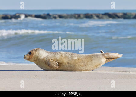 Un giovane sunbathes tenuta sulla spiaggia con la bassa marea sulla spiaggia di Long Island, New Jersey, sulla costa dell'Oceano Atlantico Foto Stock