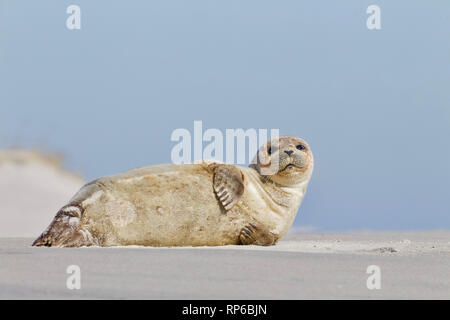 Un giovane sunbathes tenuta sulla spiaggia con la bassa marea sulla spiaggia di Long Island, New Jersey, sulla costa dell'Oceano Atlantico Foto Stock