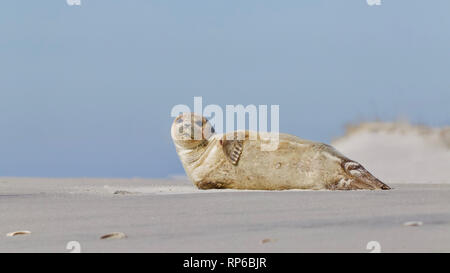 Un giovane sunbathes tenuta sulla spiaggia con la bassa marea sulla spiaggia di Long Island, New Jersey, sulla costa dell'Oceano Atlantico Foto Stock