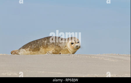 Un giovane sunbathes tenuta sulla spiaggia con la bassa marea sulla spiaggia di Long Island, New Jersey, sulla costa dell'Oceano Atlantico Foto Stock