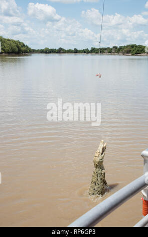 White coccodrillo di acqua salata, con hypomelanism, salti durante la carne cruda mangimi nell'Adelaide River nel Territorio Settentrionale dell'Australia Foto Stock