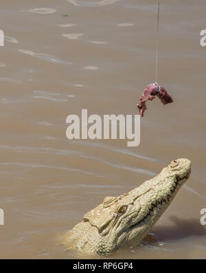 White coccodrillo di acqua salata, con hypomelanism, salti durante la carne cruda mangimi nell'Adelaide River nel Territorio Settentrionale dell'Australia Foto Stock