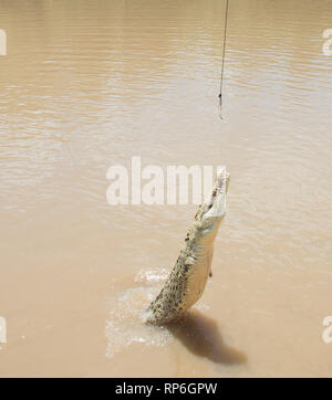 White coccodrillo di acqua salata, con hypomelanism, salti durante la carne cruda mangimi nell'Adelaide River nel Territorio Settentrionale dell'Australia Foto Stock