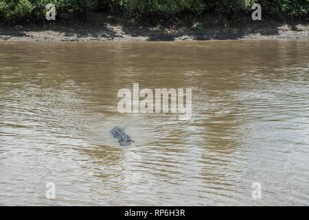 Grande coccodrillo di acqua salata per nuotare nel torbido, marrone Adelaide River in un area ​remote del territorio Northern​ dell Australia Foto Stock