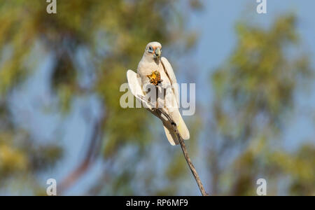 Poco Corella, Cacatua sanguinea, un tipo di pappagallo appollaiato in un albero alimentazione su un piccolo melone. Foto Stock