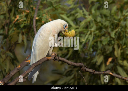 Poco Corella, Cacatua sanguinea, un tipo di pappagallo, appollaiato in un albero alimentazione su un piccolo melone. Foto Stock