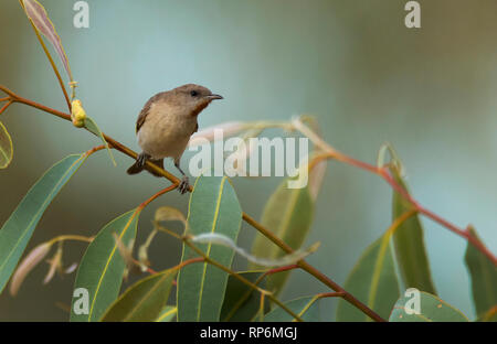 Un Rufous-throated Honeyeater, Conopophila rufogularis, appollaiato in un albero vicino a Mount Isa, Western Queensland con copia spazio. Foto Stock