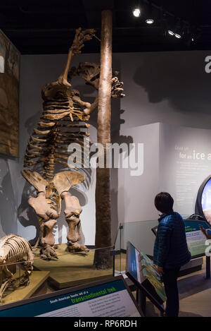 Lo scheletro fossile di un gigante di massa bradipo (Megatherium americanum). Mammiferi di Ice Age mostrano. Il Field Museum. Chicago, Illinois, Stati Uniti d'America. Foto Stock