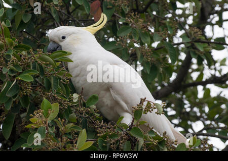 Zolfo crested cacatua navigando in una struttura ad albero di ingresso Aireys sulla Great Ocean Road, Victoria Foto Stock