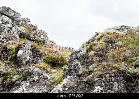 Vista del paesaggio di rocky Thingvellir scogliera sulla Golden Circle in Islanda durante il giorno e il parco nazionale con nessuno e rosso fogliame di autunno Foto Stock