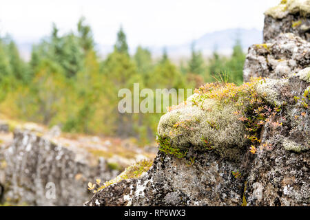 Vista del paesaggio della foresta di pini e rocky Thingvellir scogliera sulla Golden Circle in Islanda durante il giorno e il parco nazionale con nessuno e fogliame di autunno Foto Stock