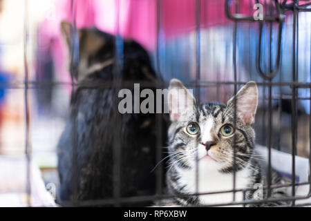 Ritratto di uno tabby e bianco gatto gattino guardando attraverso la gabbia dietro le sbarre in attesa di adozione con i gemelli Foto Stock